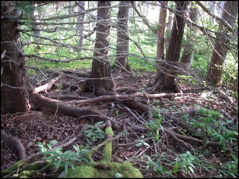 different people holding hands around. the trees do hold hands.